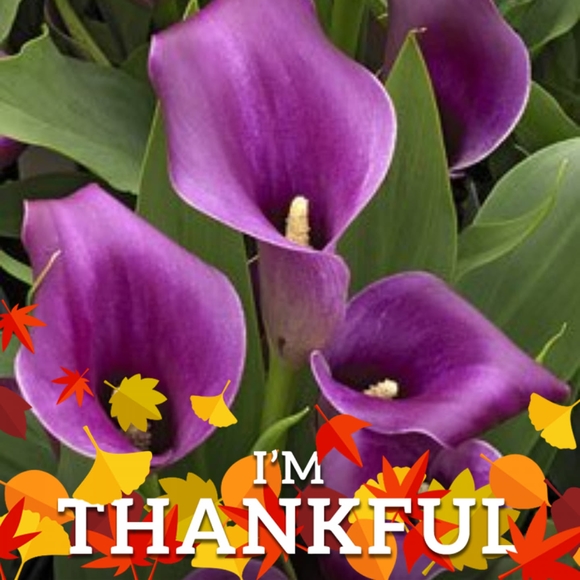 Meet your Posher, Shellie - Picture 1 of 1